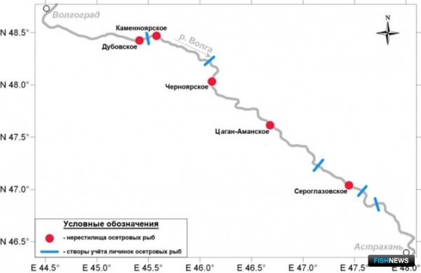 Ученые проверили нерестилища осетровых на Волге