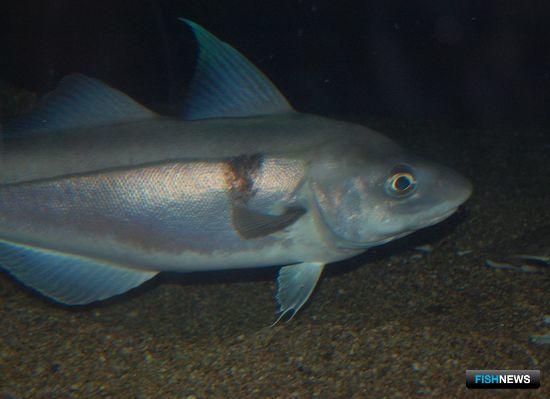 Путассу и пикша ждут своих обладателей