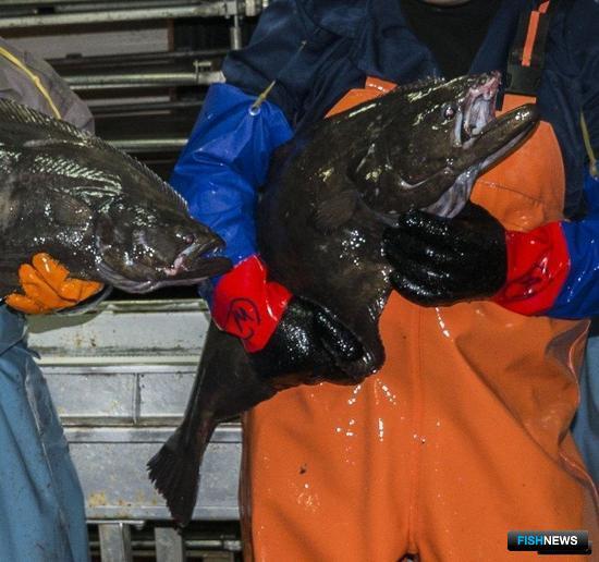 Для палтусов предложили новый вариант ограничений Для палтусов предложили новый вариант ограничений