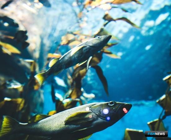 Обитатели морей вживую поучаствуют в питерской выставке