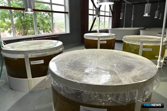 Кормовые объекты для аквакультуры вписали в классификатор