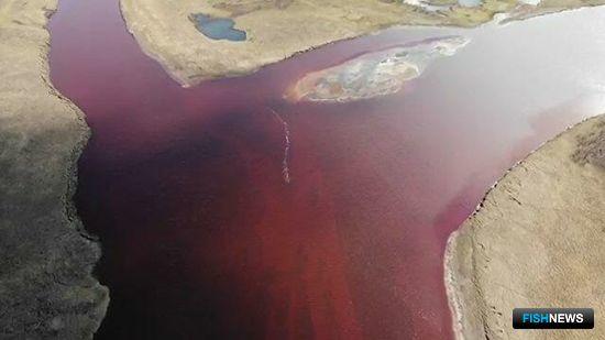 Росрыболовство и «Норникель» попробуют договориться мирно Росрыболовство и «Норникель» попробуют договориться мирно