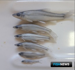 В прибрежье Калмыкии заселяются новые виды