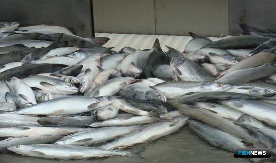 Восток Камчатского края завершит добычу лосося к 11 сентября