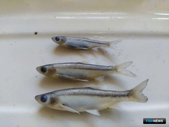 В прибрежье Калмыкии заселяются новые виды