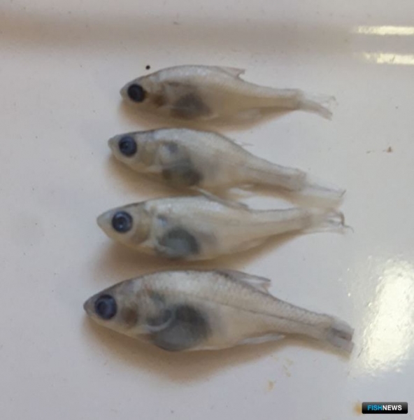 В прибрежье Калмыкии заселяются новые виды