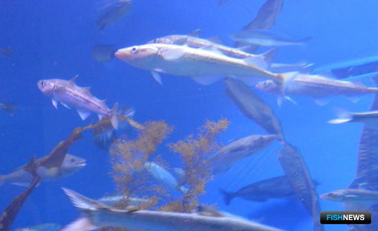 Минтай Восточной Камчатки доказал экоустойчивость Минтай Восточной Камчатки доказал экоустойчивость