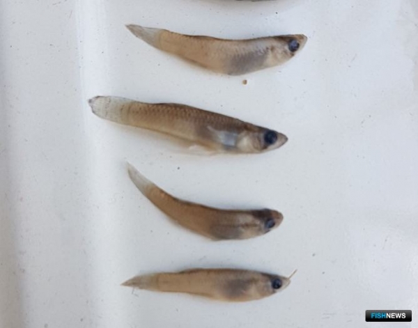 В прибрежье Калмыкии заселяются новые виды