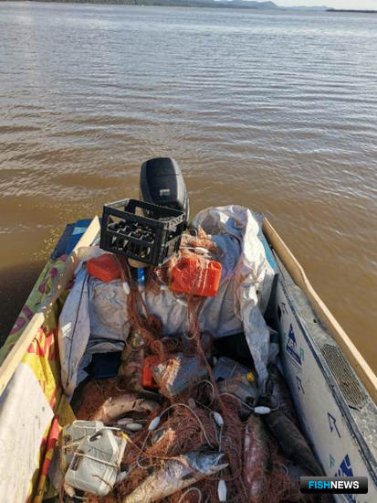 Нелегальную артель по добыче кеты взяли на Амуре