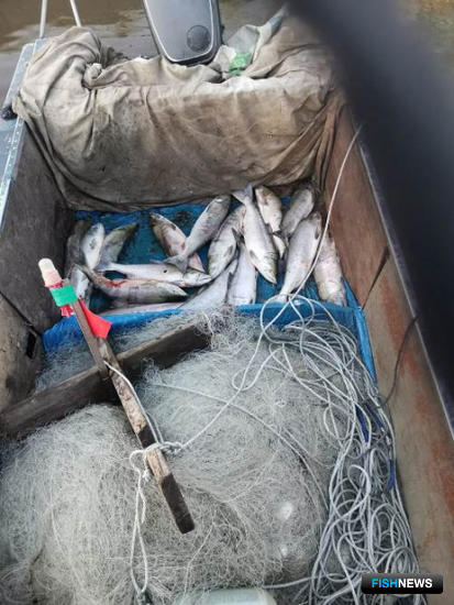 Нелегальную артель по добыче кеты взяли на Амуре