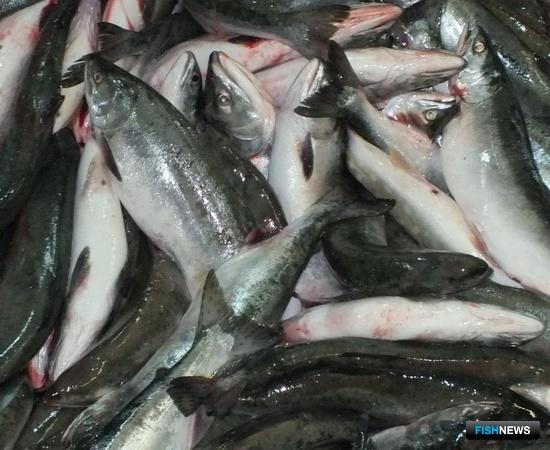 Карелия и Поморье ждут свободную горбушовую рыбалку Карелия и Поморье ждут свободную горбушовую рыбалку