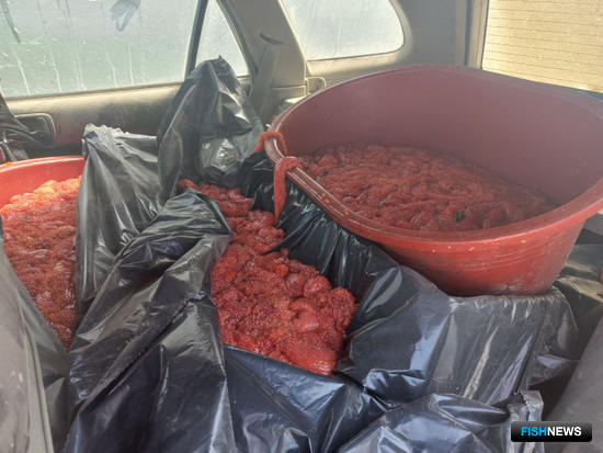 Перевозчик браконьерской икры не ушел от погони