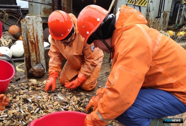 Промысел рыбы вносит вклад в загрязнение Арктики