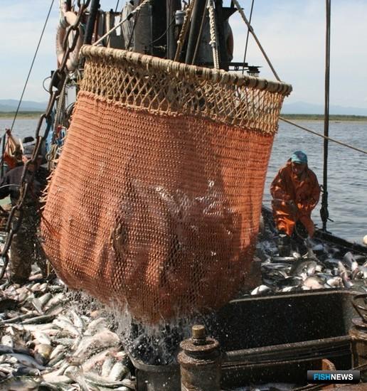 Лососевая путина добирает объемы Лососевая путина добирает объемы