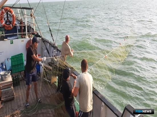 Ученые оценили состояние осетровых на северо-западе Каспия