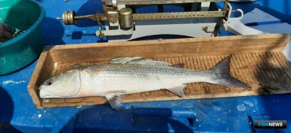 Ученые оценили состояние осетровых на северо-западе Каспия