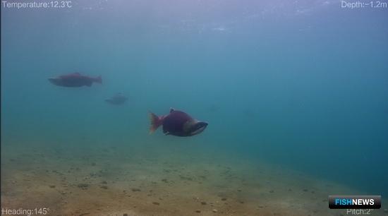 Нерка Курильского озера нерестится под наблюдением науки Нерка Курильского озера нерестится под наблюдением науки