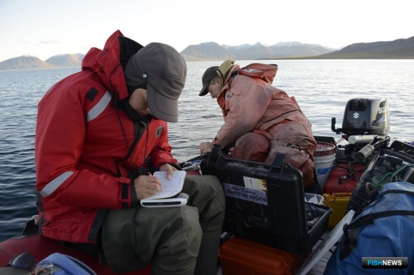 Киты продемонстрировали ученым свою индивидуальность