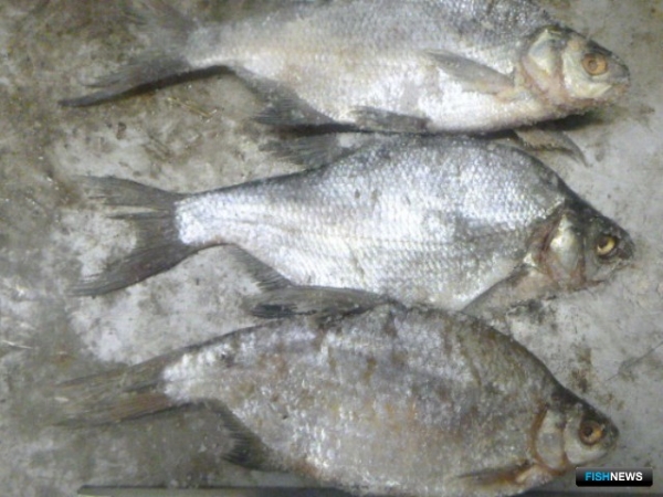 Любительские уловы стали контрабандой