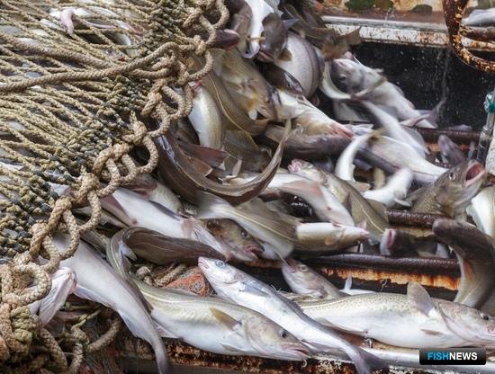 Квоты Балтики и Каспия выставили на торги