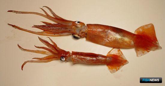 На кальмара и налима Атлантики не нашлось желающих На кальмара и налима Атлантики не нашлось желающих