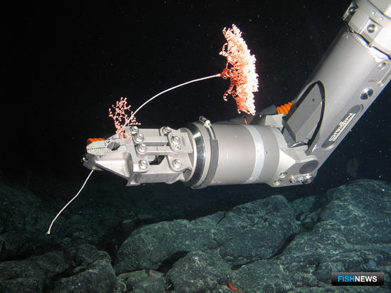 Наука прикоснулась к тайнам Императорского хребта