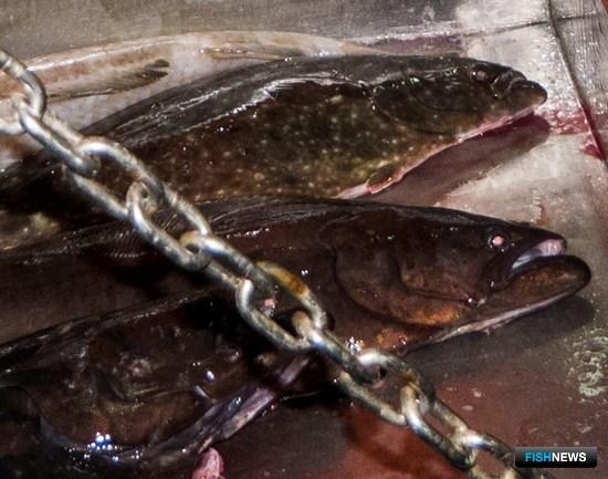 Рыбаков предупредили об освоении палтусов