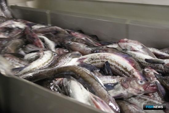 Минтай Чукотского моря расходится по компаниям Минтай Чукотского моря расходится по компаниям