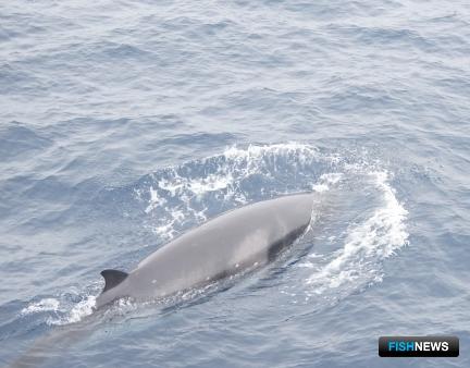Киты Охотского моря демонстрируют стабильность Киты Охотского моря демонстрируют стабильность