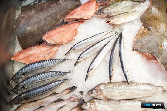 Росрыболовство озвучило планы по &laquo;рыбной бирже&raquo;