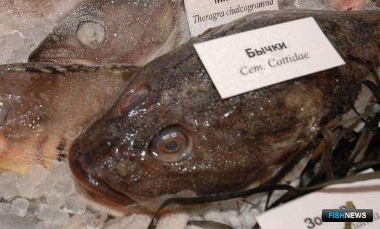 Бычкам и синцу дадут отдохнуть до нового года