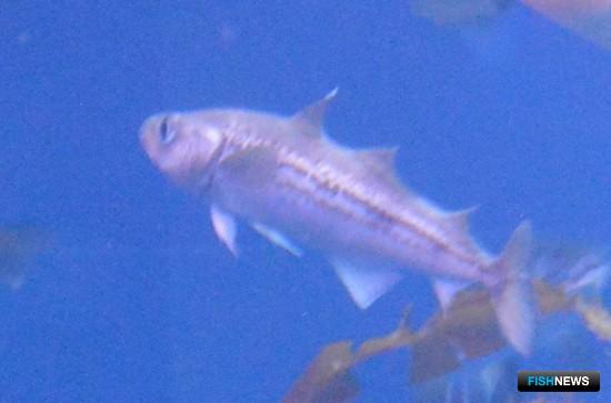 Минтай Чукотского моря ушел с молотка