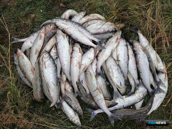 Браконьерский омуль не добрался до столов Браконьерский омуль не добрался до столов