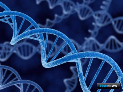 Специалисты ВНИРО займутся генетикой карпа и лосося Специалисты ВНИРО займутся генетикой карпа и лосося