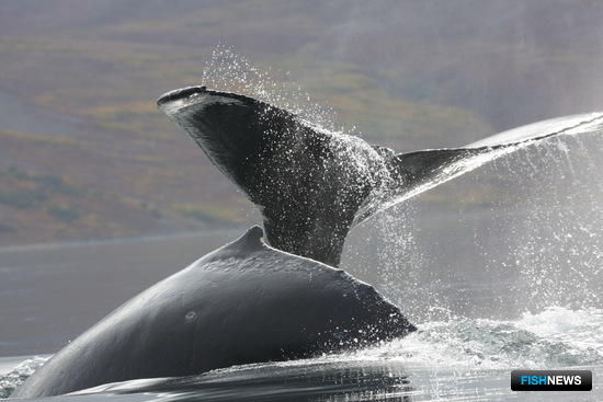 Китов проверяют на восприимчивость к шумовым загрязнениям Китов проверяют на восприимчивость к шумовым загрязнениям