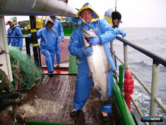 Лососевые квоты уплыли на аукцион