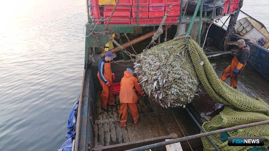 Промысловики на Балтике усилили внимание к камбале Промысловики на Балтике усилили внимание к камбале