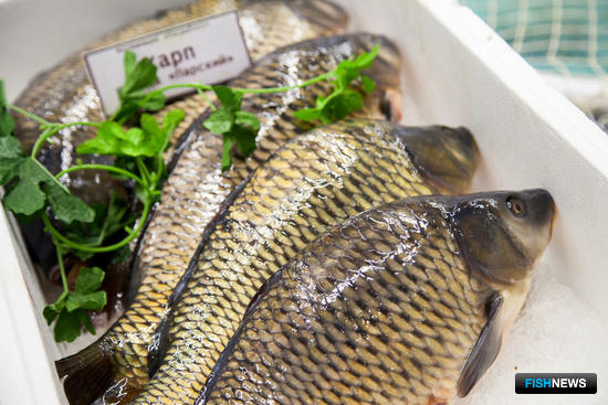 Карповые «уплыли» из плана сельхозстрахования с господдержкой Карповые «уплыли» из плана сельхозстрахования с господдержкой