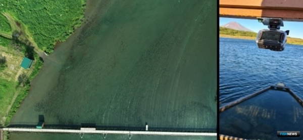 Специалисты испробовали новые методы для учета озерновской нерки