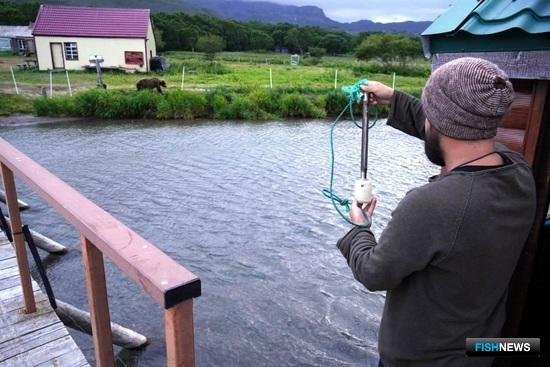 Специалисты испробовали новые методы для учета озерновской нерки