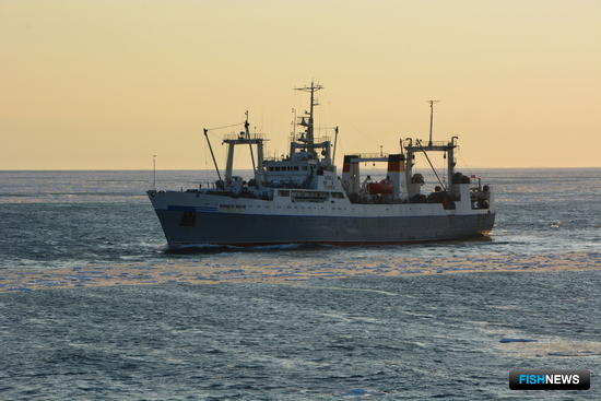 Российский минтай под наблюдением