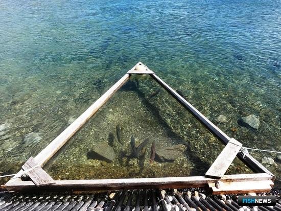 Специалисты испробовали новые методы для учета озерновской нерки