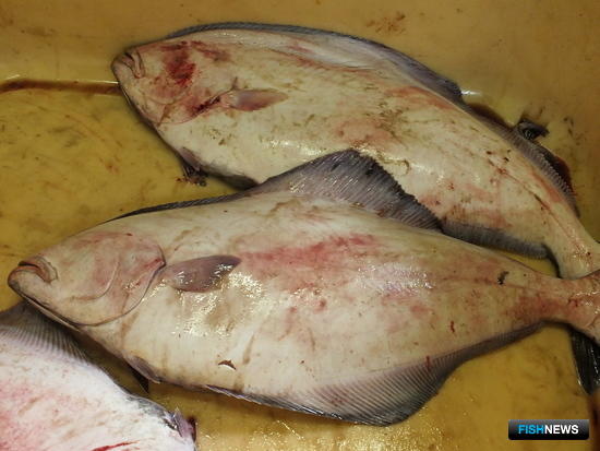 На добычу палтусов ввели ограничения На добычу палтусов ввели ограничения