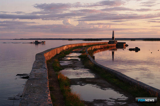 Квоты судака и сига предлагают промысловикам Квоты судака и сига предлагают промысловикам
