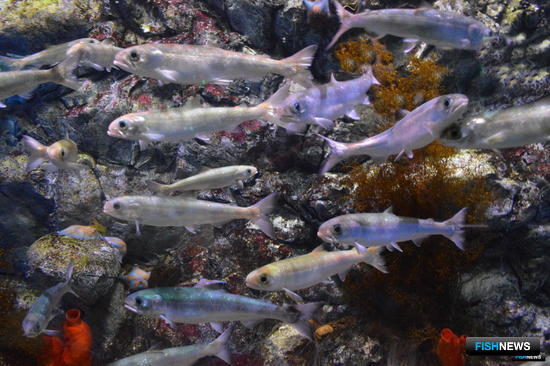 От науки ждут рекомендации для рыбоводных заводов юго-запада Сахалина