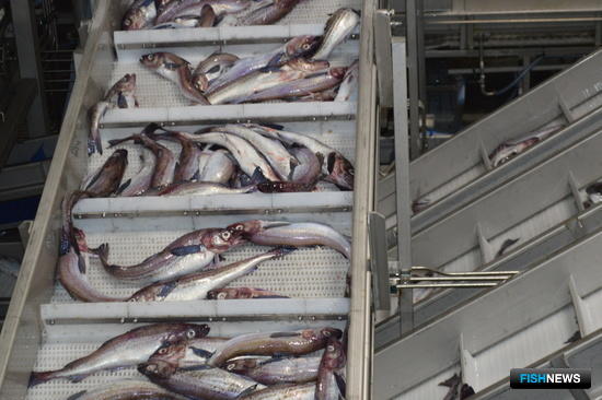 Камчатская рыба подтверждает чистоту от COVID-19