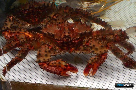 Колючего краба распределили по пользователям Колючего краба распределили по пользователям