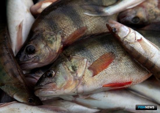 &laquo;Неодуемым&raquo; видам предлагают прилов вместо перелова