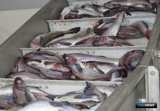 Минтаю Чукотского моря подберут пользователей