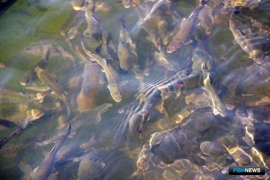 ЕАЭС снизит пошлину на импортные корма для семги и форели